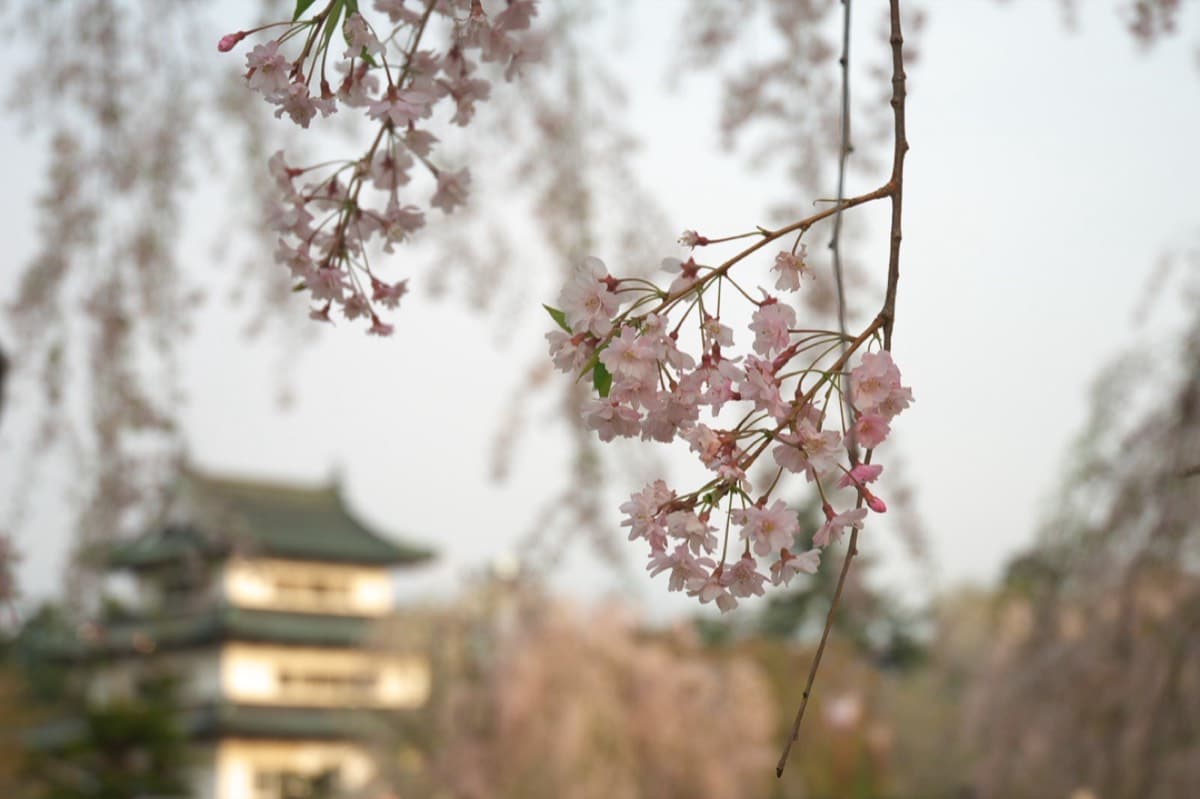 弘前公園の写真