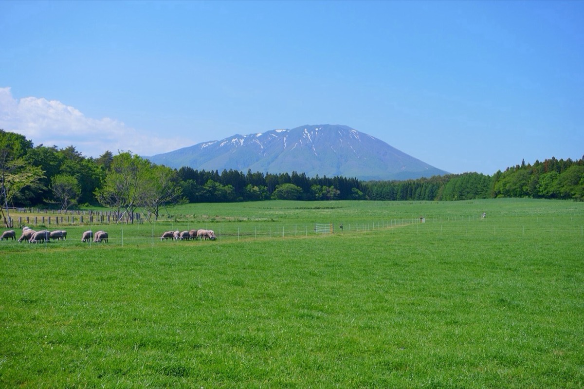 小岩井農場まきば園 ドッグランの写真